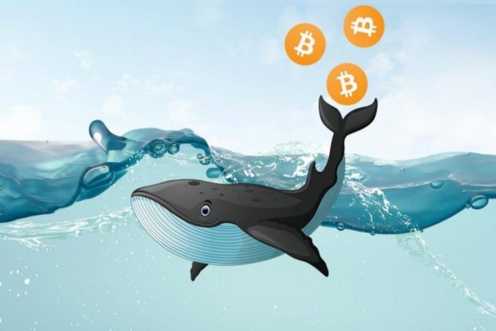 نهنگ های رمز ارز